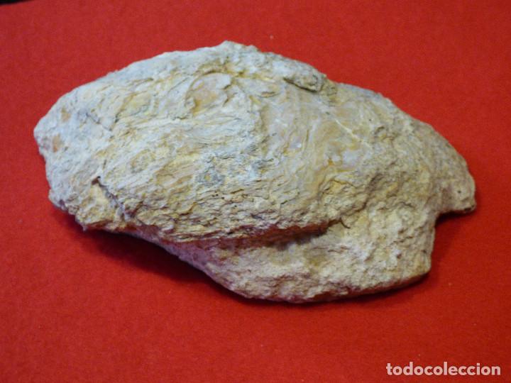 Coleccionismo de f&oacute;siles: Fosil de ostra. - Foto 1