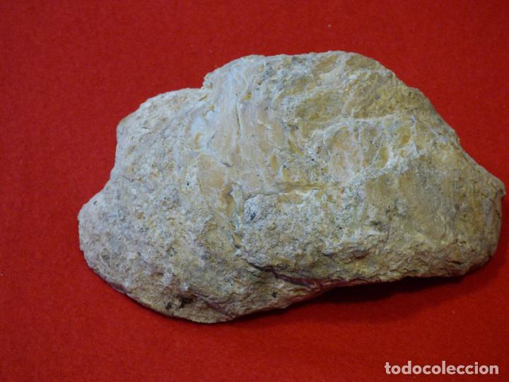 Coleccionismo de f&oacute;siles: Fosil de ostra. - Foto 2