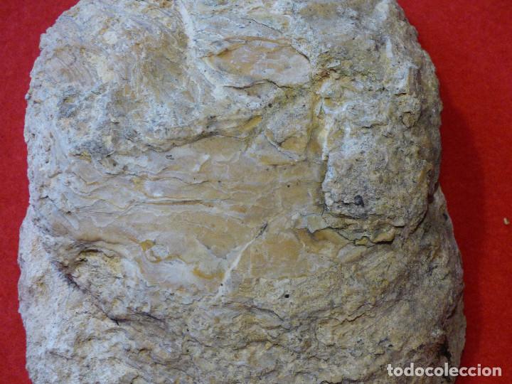Coleccionismo de f&oacute;siles: Fosil de ostra. - Foto 3