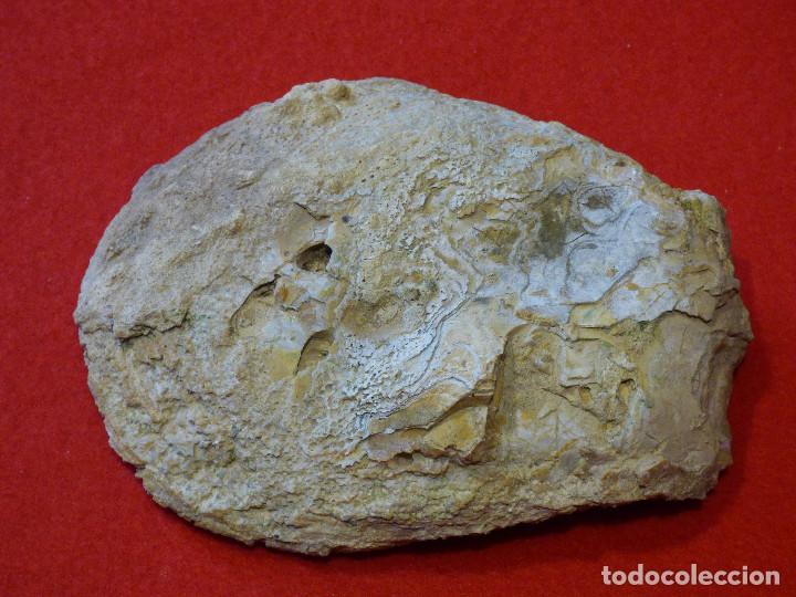 Coleccionismo de f&oacute;siles: Fosil de ostra. - Foto 1