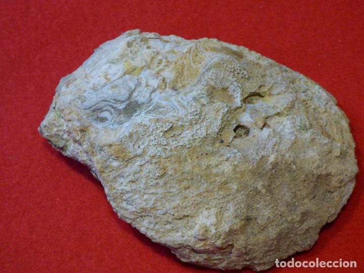 Coleccionismo de f&oacute;siles: Fosil de ostra. - Foto 2