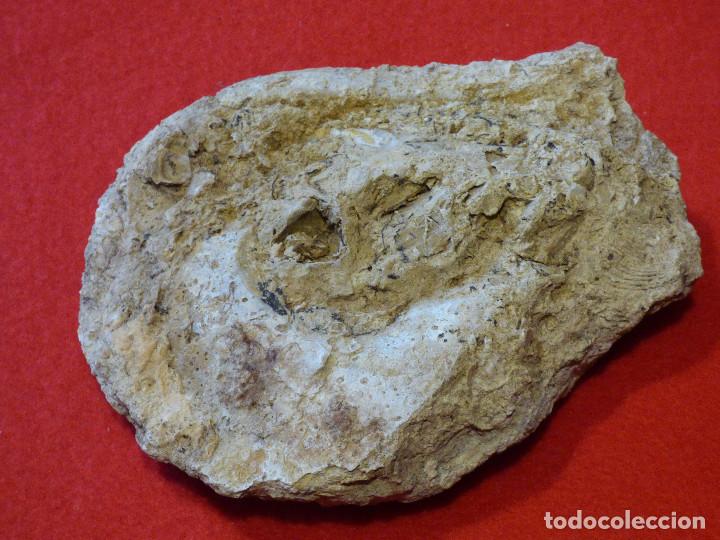 Coleccionismo de f&oacute;siles: Fosil de ostra. - Foto 3