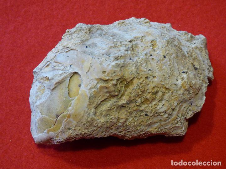 Coleccionismo de f&oacute;siles: Fosil de ostra. - Foto 1