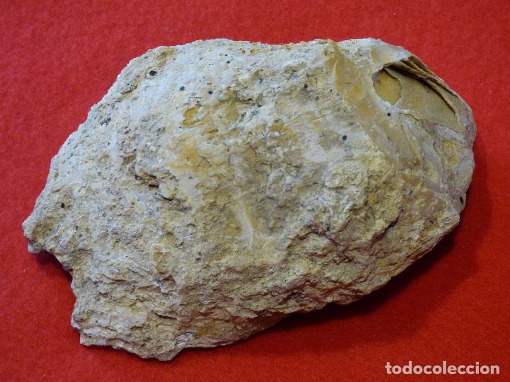 Coleccionismo de f&oacute;siles: Fosil de ostra. - Foto 2
