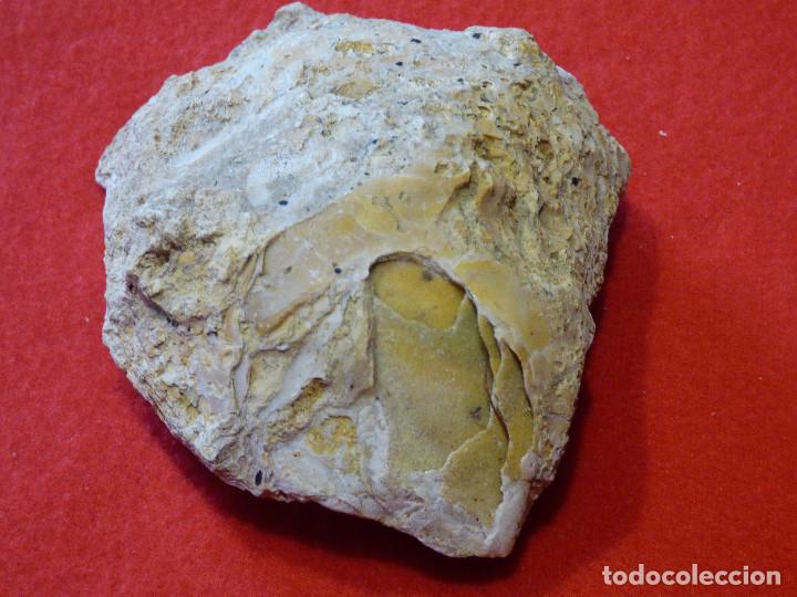 Coleccionismo de f&oacute;siles: Fosil de ostra. - Foto 3