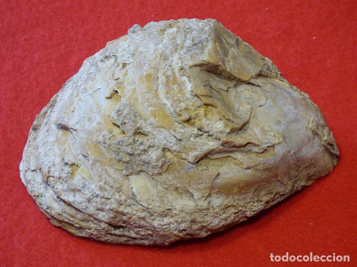 Coleccionismo de f&oacute;siles: Fosil de ostra. - Foto 1
