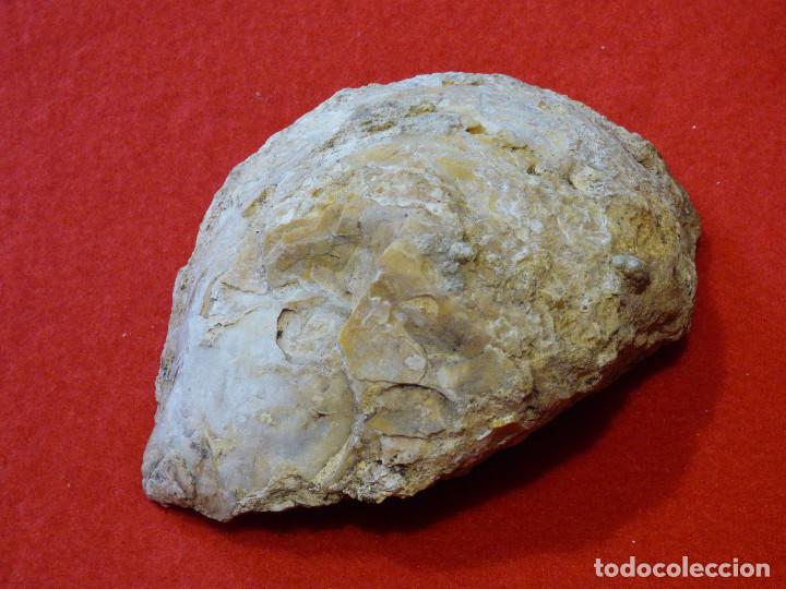 Coleccionismo de f&oacute;siles: Fosil de ostra. - Foto 2