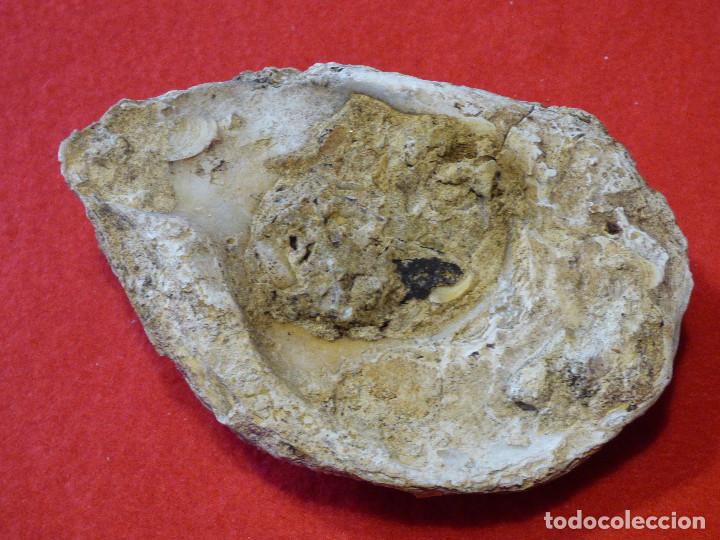 Coleccionismo de f&oacute;siles: Fosil de ostra. - Foto 3
