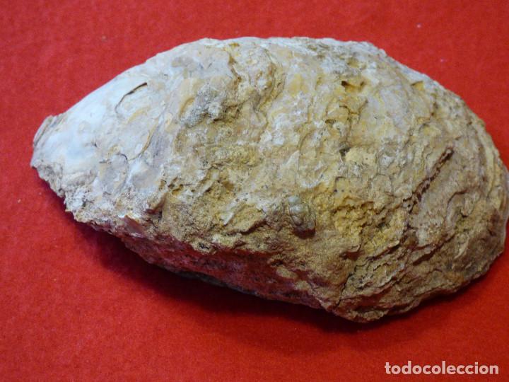 Coleccionismo de f&oacute;siles: Fosil de ostra. - Foto 4