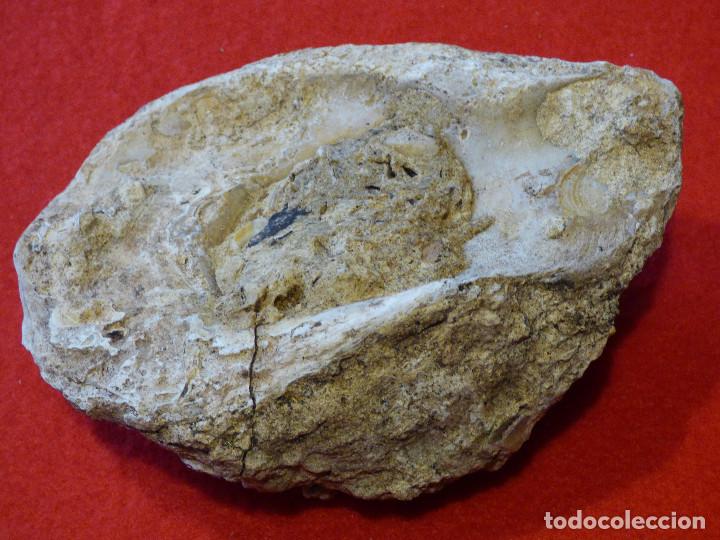Coleccionismo de f&oacute;siles: Fosil de ostra. - Foto 5
