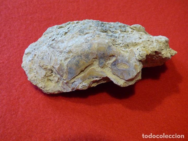 Coleccionismo de f&oacute;siles: Fosil de ostra. - Foto 1