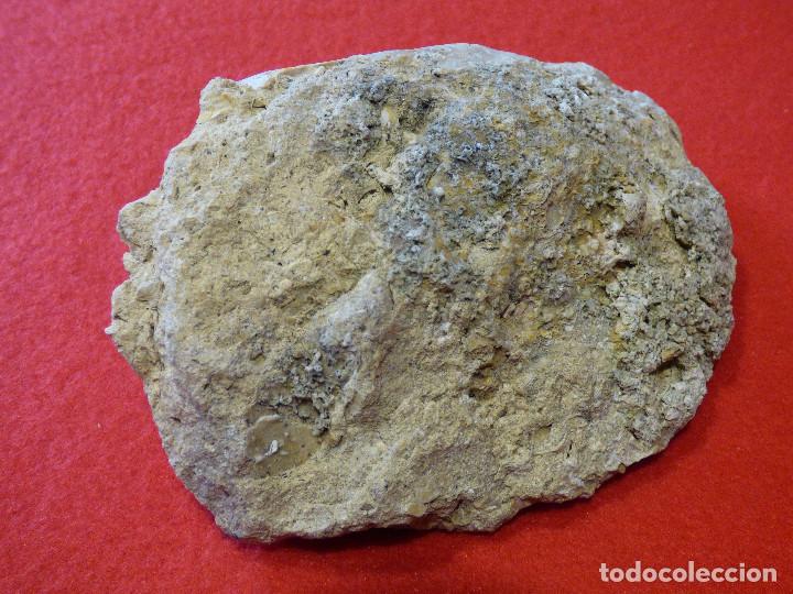 Coleccionismo de f&oacute;siles: Fosil de ostra. - Foto 2