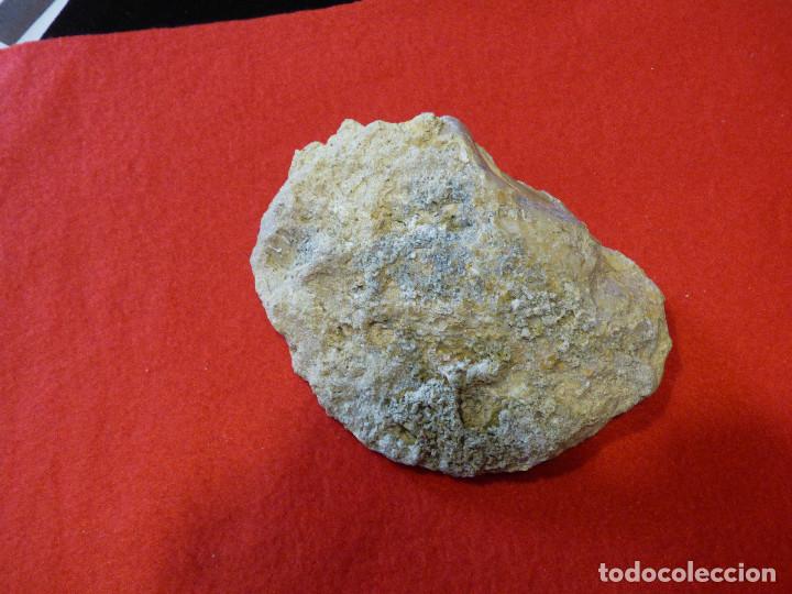 Coleccionismo de f&oacute;siles: Fosil de ostra. - Foto 3