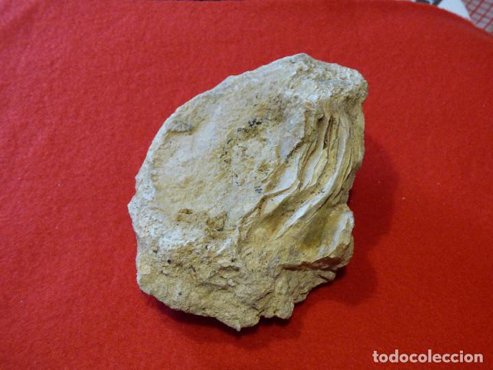 Coleccionismo de f&oacute;siles: Fosil de ostra. - Foto 5