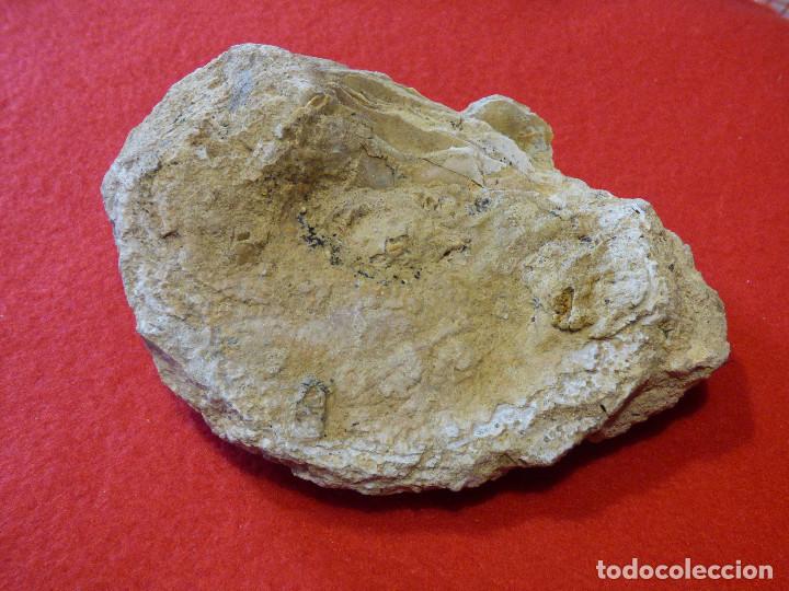 Coleccionismo de f&oacute;siles: Fosil de ostra. - Foto 6