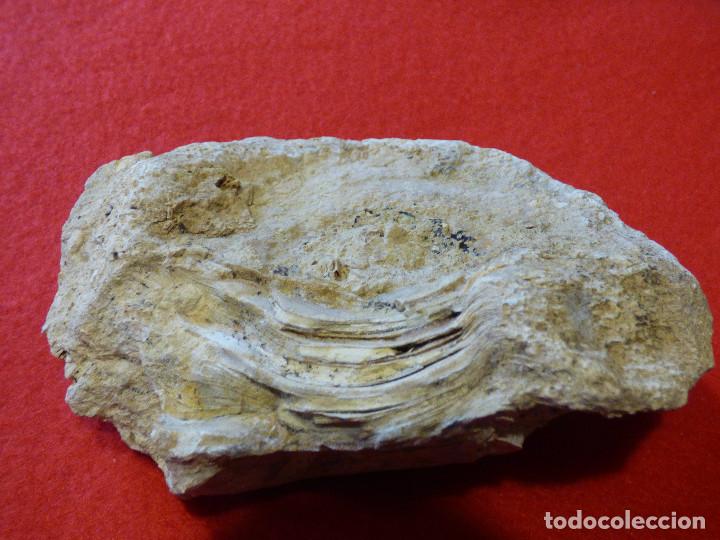 Coleccionismo de f&oacute;siles: Fosil de ostra. - Foto 7