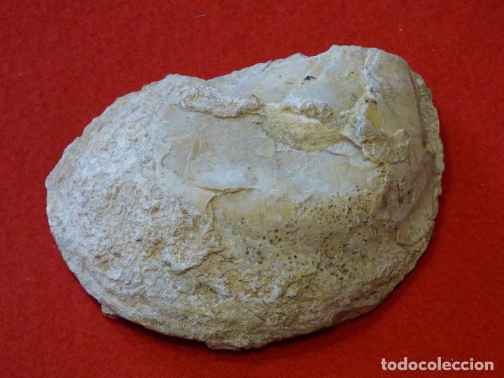 Coleccionismo de f&oacute;siles: Fosil de ostra. - Foto 2