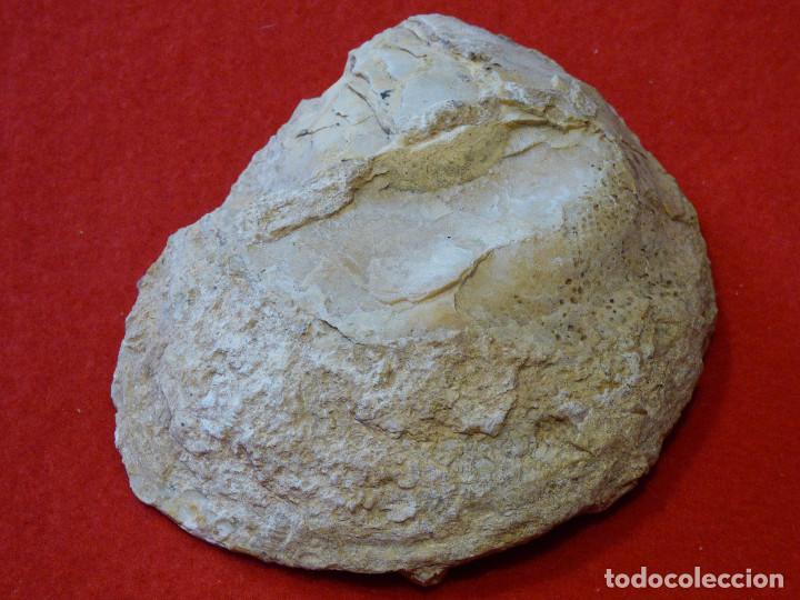 Coleccionismo de f&oacute;siles: Fosil de ostra. - Foto 3