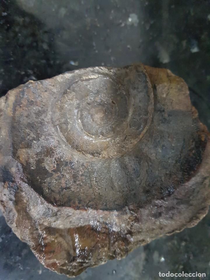 Coleccionismo de f&oacute;siles: Ammonites - Foto 1
