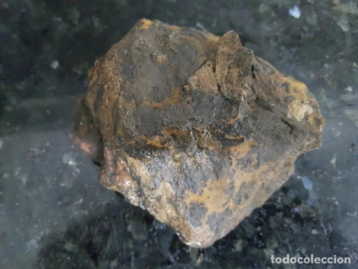Coleccionismo de f&oacute;siles: Ammonites - Foto 2