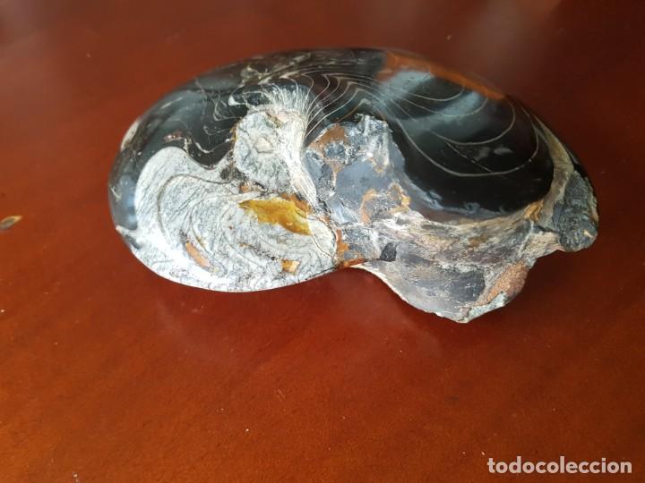 Coleccionismo de f&oacute;siles: Goniatites - Foto 2