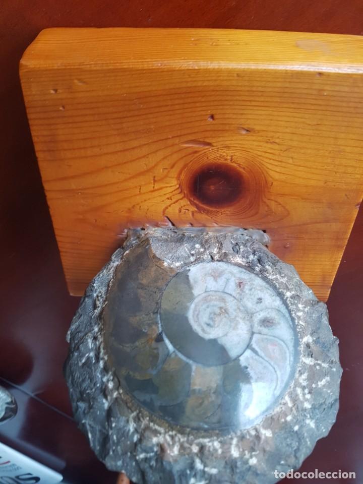 Coleccionismo de f&oacute;siles: Ammonites - Foto 1