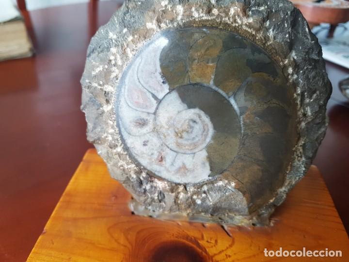 Coleccionismo de f&oacute;siles: Ammonites - Foto 2