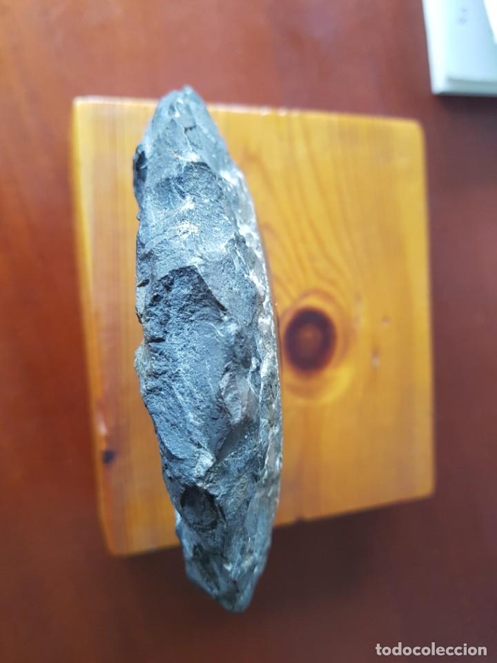 Coleccionismo de f&oacute;siles: Ammonites - Foto 3