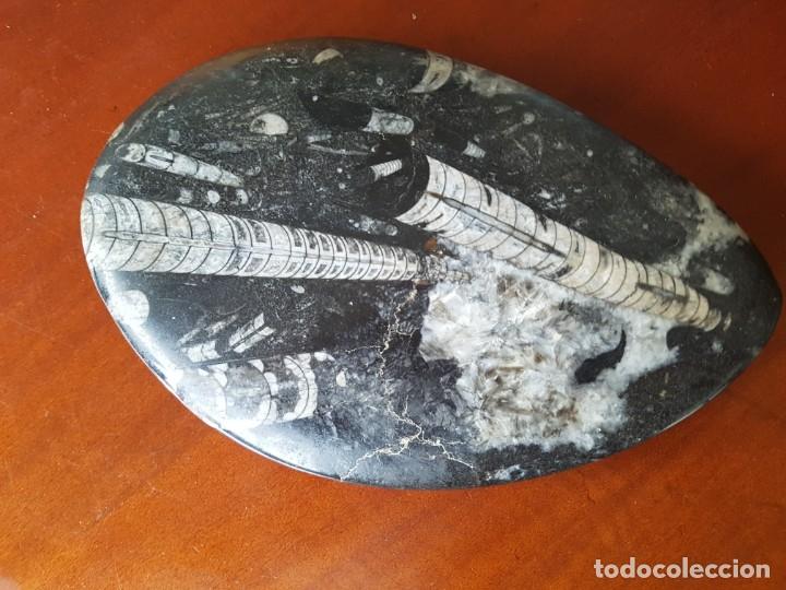 Coleccionismo de f&oacute;siles: Piedra con ortoceras - Foto 1