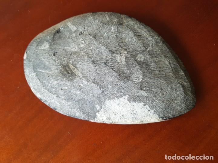Coleccionismo de f&oacute;siles: Piedra con ortoceras - Foto 2