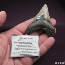 Coleccionismo de fósiles: NICE MEG, CARCHARODON MEGALODON, FOSSIL SHARK TOOTH, DIENTE DE TIBURÓN. Lote 337565433