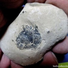 Coleccionismo de fósiles: CRUSTÁCEOS-ZANTHOPSIS LEACHI-EOCENO-ISLA DE SHEPPEY-REINO UNIDO N83. Lote 339773328