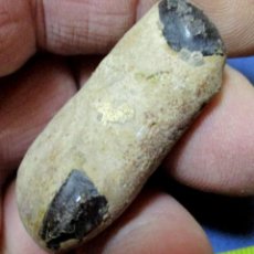 Coleccionismo de fósiles: CRUSTÁCEOS-PORTUNITES INCERTA (POR LIMPIAR)-EOCENO-ISLA DE SHEPPEY-REINO UNIDO N81. Lote 339775238