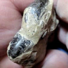 Coleccionismo de fósiles: CRUSTÁCEOS-PORTUNITES INCERTA (POR LIMPIAR)-EOCENO-ISLA DE SHEPPEY-REINO UNIDO N79. Lote 339775468