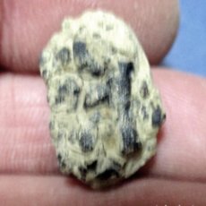 Coleccionismo de fósiles: CRUSTÁCEOS-GLYPHITHYREUS WETHERELLI (POR LIMPIAR)-EOCENO-ISLA DE SHEPPEY-REINO UNIDO N77. Lote 339776278