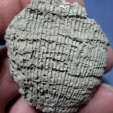 Coleccionismo de fósiles: CORALARIOS-PLACOSMILIA VIDALI-CRETÁCICO-TREMP 1982-LLEIDA N74. Lote 339777008