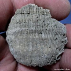 Coleccionismo de fósiles: CORALARIOS-PLACOSMILIA VIDALI-CRETÁCICO-TREMP 1982-LLEIDA N73. Lote 339777133