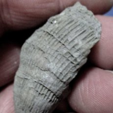 Coleccionismo de fósiles: CORALARIOS-PLACOSMILIA VIDALI-CRETÁCICO-TREMP 1982-LLEIDA N72. Lote 339777238