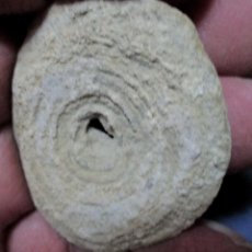 Coleccionismo de fósiles: CORALARIOS-MICROCYCLUS-CARBONÍFERO-ALABAMA-U.S.A. N71. Lote 339778013