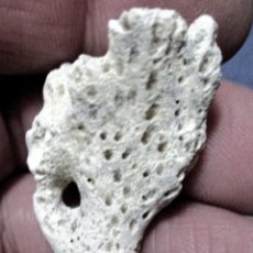 Coleccionismo de fósiles: CORALARIOS-FAVITES S.P.-EOCENO-AUVERS-SUR-OÏSE-FRANCIA N69. Lote 339779063