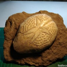 Coleccionismo de fósiles: ERIZO FOSIL DE MAR BREYNA SUNDAICA. MIOCENO. INDONESIA.