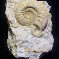Coleccionismo de fósiles: FÓSIL AMMONITES - DIÁMETRO 9CM. Lote 341898258