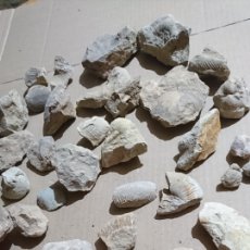 Coleccionismo de fósiles: EXCELENTE COLECCIÓN DE FÓSILES, A CATALOGAR POR EXPERTO, LOTE 35, VER FOTOS. Lote 344823383