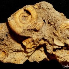 Coleccionismo de fósiles: AMMONITES DACTYLIOCERAS ATHLETICUM EN MATRIZ. SCHLAIFHAUSEN, ALEMANIA.. Lote 345758178