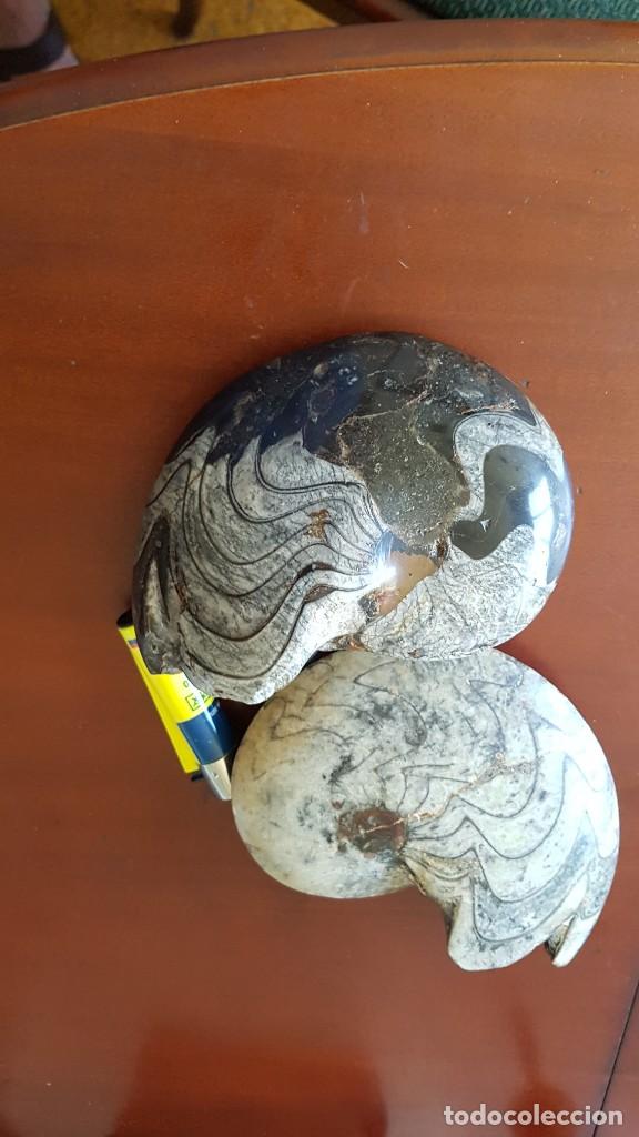 Coleccionismo de f&oacute;siles: Dos goniatites - Foto 3