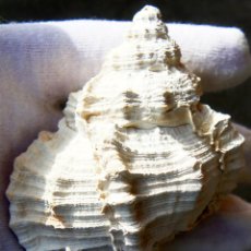 Coleccionismo de fósiles: PHYLLONOTUS POMUM (MUREX), GRAN GASTERÓPODO (CARACOLA) FÓSIL DEL PLIOCENO DE FLORIDA. Lote 347292173