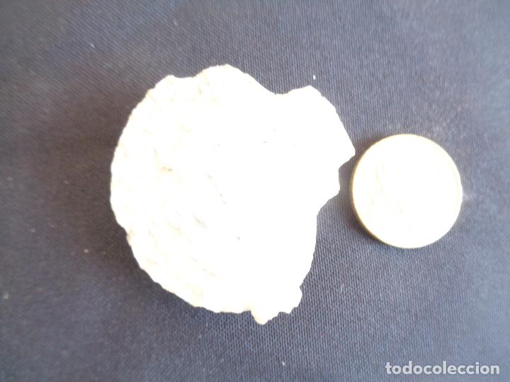 Coleccionismo de f&oacute;siles: CONCHA F&Oacute;SIL - Foto 2