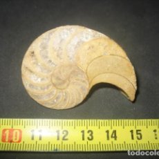 Coleccionismo de fósiles: AMMONITE FOSIL PULIDO. GONIATITES. JURASICO. PALEONTOLOGIA Nº4. Lote 349310964