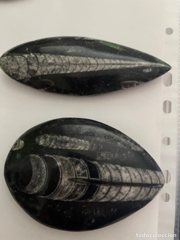 Coleccionismo de f&oacute;siles: Fosiles pulidos - Foto 1