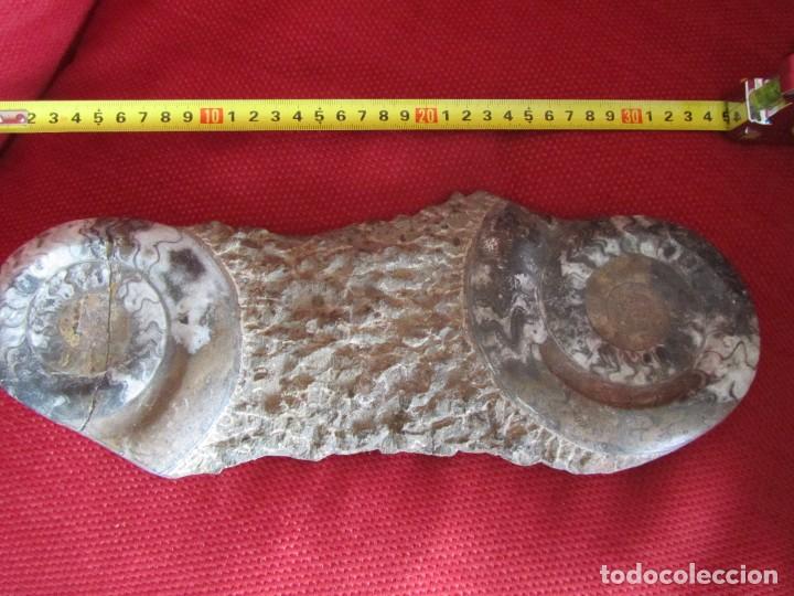 Coleccionismo de f&oacute;siles: F&Oacute;SIL DOS AMMONITES - Foto 2